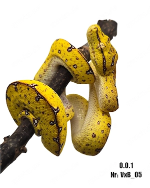 0.0.1 Morelia viridis sorong HYBL mix ENZ 09 25