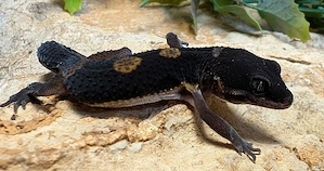 Leopardgeckos ENZ 26 