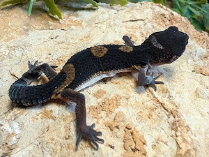 Leopardgeckos ENZ 26 