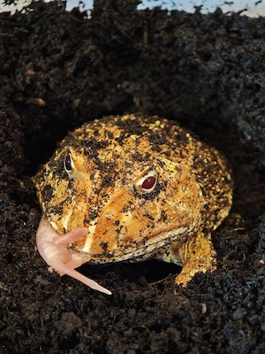 Schmuckhornfrosch Weiblich