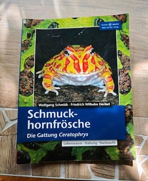 Schmuckhornfrosch Weiblich Bild 2