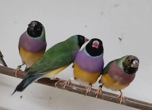 Gouldamadinen wildfarbig Bild 3