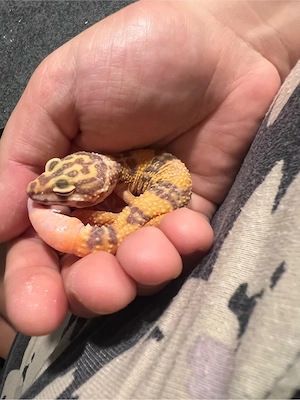 leopardgecko jungtier weibchen  Bild 3