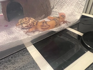 leopardgecko jungtier weibchen 