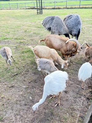 Nandu Küken Bild 4