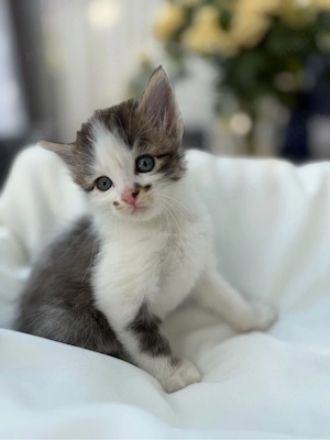 BKH Persermix Babykatze