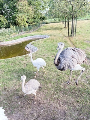 Nandu Küken Bild 5