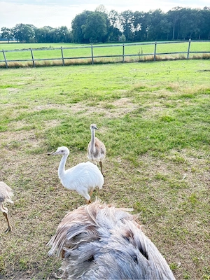 Nandu Küken Bild 3