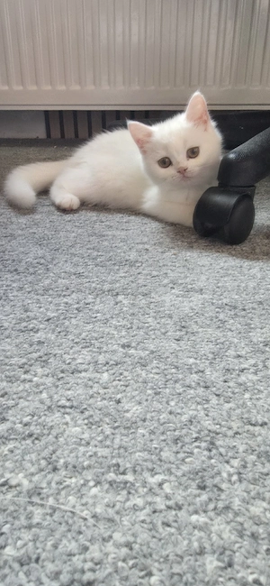 Exotic Shorthair Kittem Mädchen 