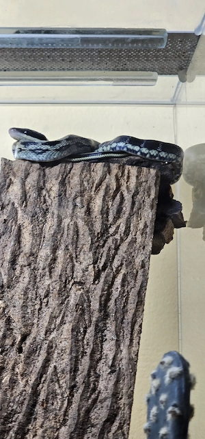 Blaue Schönnatter Orthriophis taeniurus callicyanous ("blue beauty")