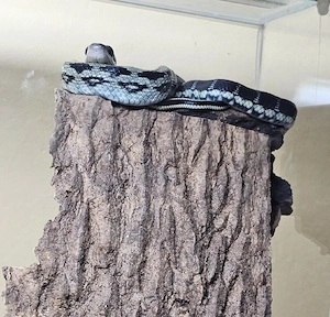 Blaue Schönnatter Orthriophis taeniurus callicyanous ("blue beauty")