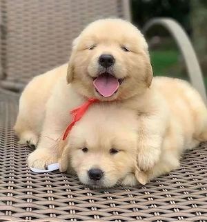 Golden Retriever Welpen