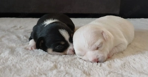 Wunderschöne Chihuahua welpen 