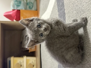 Drei süße Babykatzen suchen ein liebevolles Zuhause