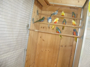 Glanzsittiche abzugeben