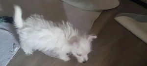 Wunderschöner, Typ oller Westierude, Westhighland white Terrier, mit Ahnentafel
