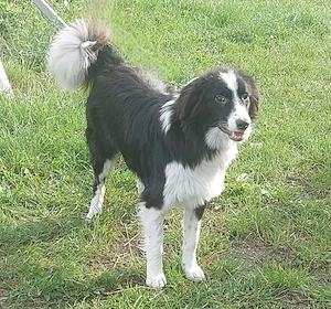 Floh - charmanter ER sucht seine Familie Bild 4