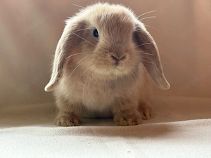 Minilop Zwergwidder Kaninchen Hasen 