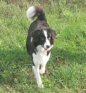 Floh - charmanter ER sucht seine Familie Bild 8