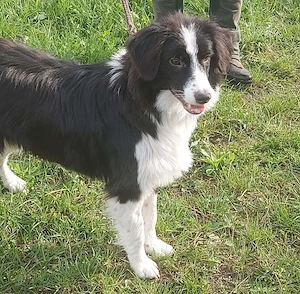 Floh - charmanter ER sucht seine Familie Bild 9