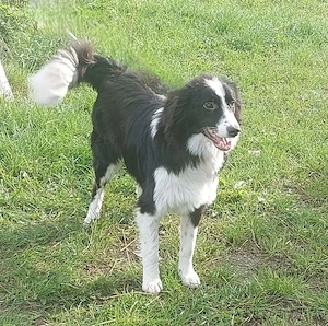 Floh - charmanter ER sucht seine Familie Bild 7