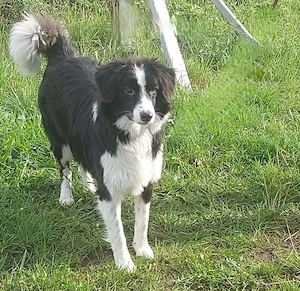 Floh - charmanter ER sucht seine Familie Bild 5