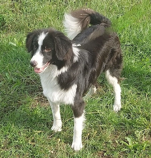 Floh - charmanter ER sucht seine Familie Bild 2
