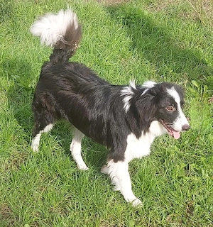 Floh - charmanter ER sucht seine Familie Bild 3