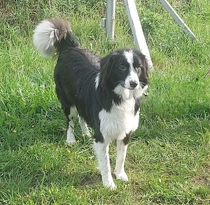 Floh - charmanter ER sucht seine Familie Bild 6