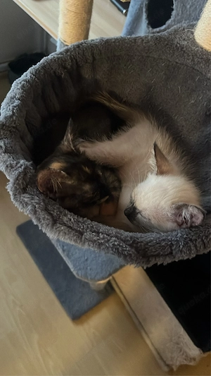 Cornish Rex Mix ab sofort abzugeben