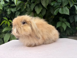Teddywidder Lionlop Zwergwidder Hasen Kaninchen Minilop