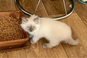 Heilige Birma Kitten