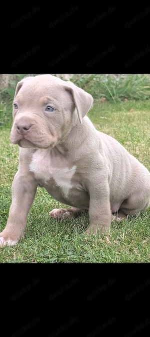 American Bully xl Welpen ABKC 