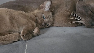 Burma Kitti Junge Kater