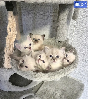Heilige Birma Kitten