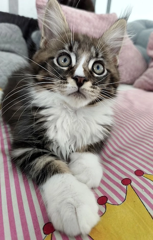 Reinrassige Maine Coon Kitten 