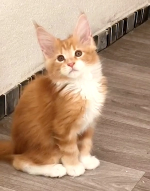 Reinrassige Maine Coon Kitten 