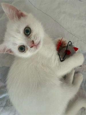 Wunderschöne BKH-Khao-Manee-Mix Katze   weiße Diamantin      ab sofort abzugeben