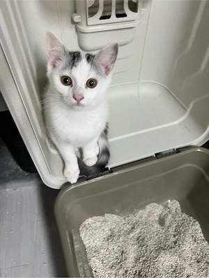 BKH-Bengal mix Katzen Babys geimpft ,mehrfach entwurmt ,mit starter Paket 