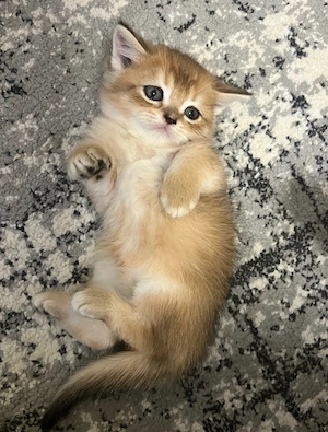 BKH Kitten
