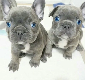 Zuckersüße sportliche Französische Bulldoggen Welpen Blue Lilac