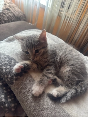 babykatze 