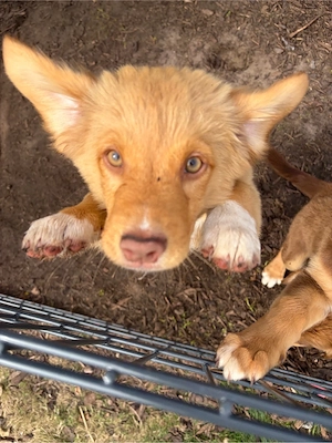 Nova Scotia Duck Tolling Retriever X Australien Shepherd