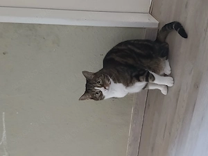 Katzen zu verschenken  Bild 2