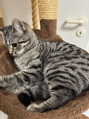 American Shorthair