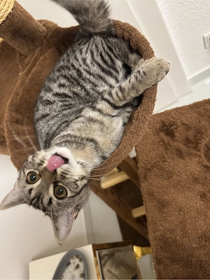weibliche katze