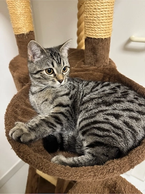 American Shorthair