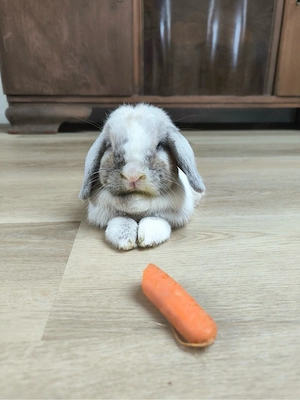 mini-lops 