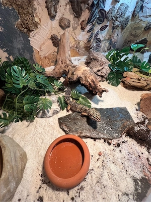 Leopardgecko männlich 