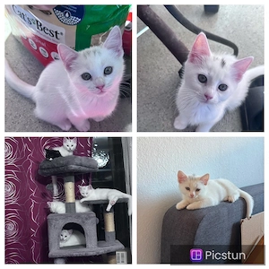 katzen zu verkaufen